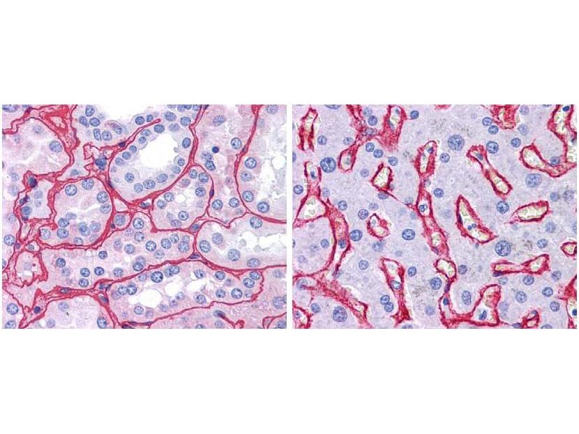 Polyclonal Rabbit anti-Mammal Collagen IV Antibody (HRP, IHC, WB)