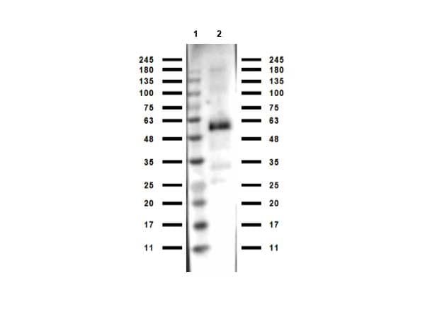 Polyclonal Rabbit Anti-Monkey IgG Secondary Antibody (WB)