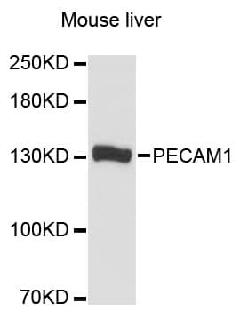 Polyclonal Rabbit anti-Mouse PECAM-1 / CD31 Antibody (WB)