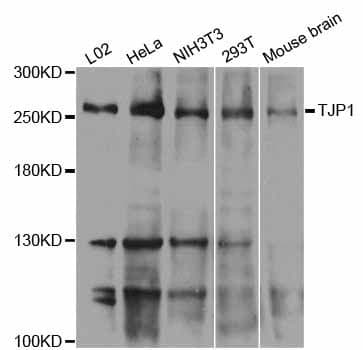 Polyclonal Rabbit anti-Human TJP1 / ZO-1 Antibody (WB)
