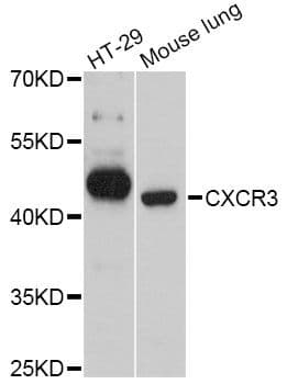 Polyclonal Rabbit anti-Human CXCR3 Antibody (WB)