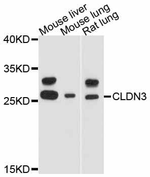 Polyclonal Rabbit anti-Human CLDN3 / Claudin 3 Antibody (WB)