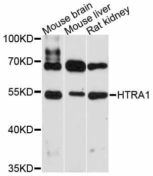 Polyclonal Rabbit anti-Human HTRA1 Antibody (WB)