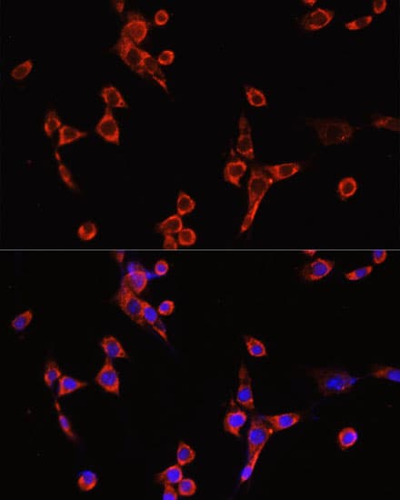 BAX Antibody