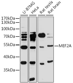 Polyclonal Rabbit anti-Human MEF2A / MEF2 Antibody (IHC, WB)