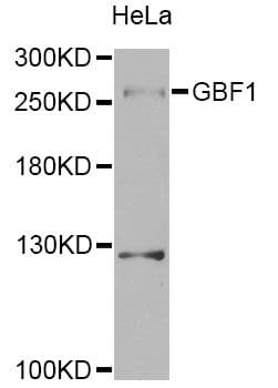 GBF1 Antibody