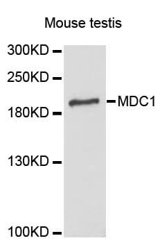 MDC1 Antibody