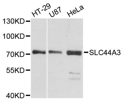 SLC44A3 Antibody