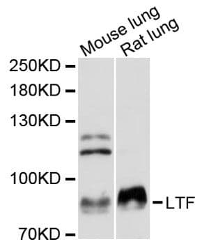 Polyclonal Rabbit anti-Human LF / LTF / Lactoferrin Antibody (WB)