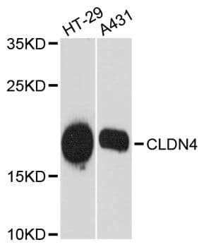 Polyclonal Rabbit anti-Human CLDN4 / Claudin 4 Antibody (WB)