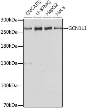 Polyclonal Rabbit anti-Human GCN1 / GCN1L1 Antibody (WB)