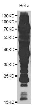 Polyclonal Rabbit anti-Bovine Acetyl-Lysine Antibody (WB)