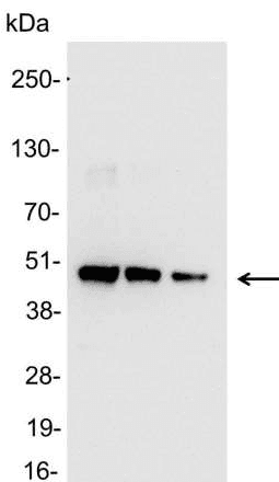 His Tag Antibody