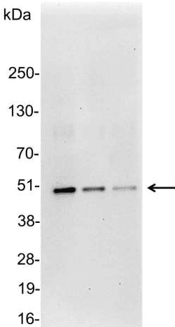 Polyclonal Goat DYKDDDDK Tag Antibody (WB)