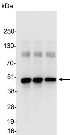 Polyclonal Rabbit Hemagglutinin / HA Tag Antibody (WB)