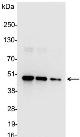 Hemagglutinin / HA Tag Antibody