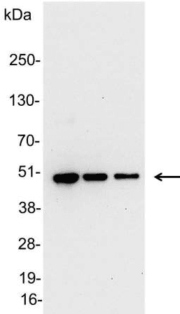 V5 Tag Antibody (aa95-108)