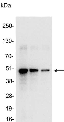Polyclonal Rabbit V5 Tag Antibody (aa95-108, WB)