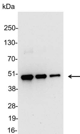 V5 Tag Antibody (aa95-108, HRP)