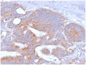 CD86 Antibody (clone rC86/1146, Azide-free, Carrier-free)