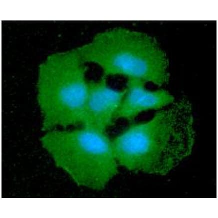 Monoclonal Mouse anti-Human SORD / Sorbitol Dehydrogenase Antibody (clone AT10F4, WB)