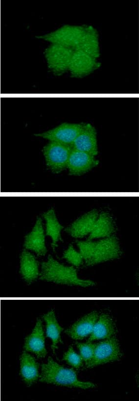 Monoclonal Mouse anti-Human HnRNP-E1 / PCBP1 Antibody (clone AT2A10, WB)