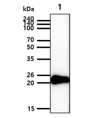 IL6 / Interleukin 6 Antibody (clone AT1F10)