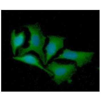 LRPAP1 Antibody (clone AT8G8)