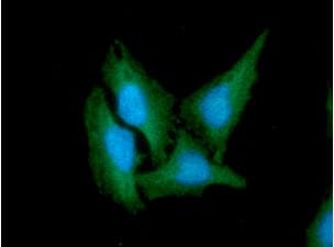 Monoclonal Mouse anti-Human CD46 Antibody (clone AT2G9, IHC, WB)