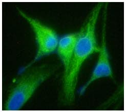 Monoclonal Mouse anti-Human HSP90B1 / GP96 / GRP94 Antibody (clone AT94B9, WB)