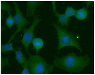 Ras Tag Antibody (clone AT2F8)