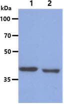 Monoclonal Mouse anti-Human BCAT1 / ECA39 Antibody (clone AT3C8, WB)