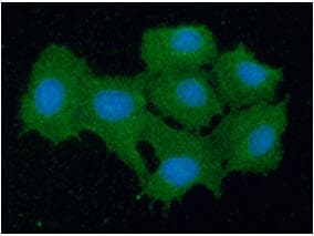 Monoclonal Mouse anti-Human PRDX5 / Peroxiredoxin 5 Antibody (clone AT6A10, WB)