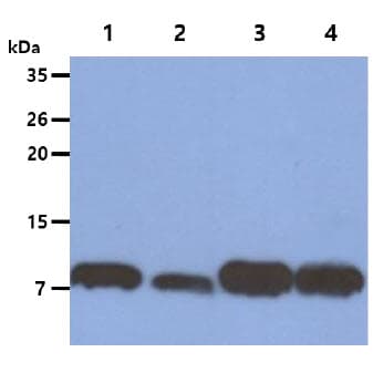 S100A4 / FSP1 Antibody (clone AT1C3)