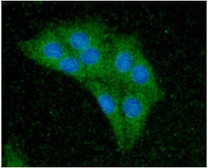 CDC37 Antibody (clone AT3G7)