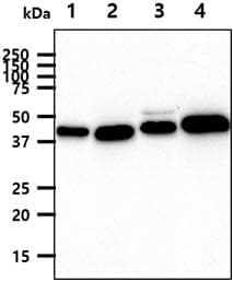 Monoclonal Mouse anti-Human YKL39 / CHI3L2 Antibody (clone AT2B5, WB)