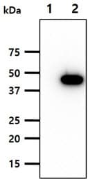 SERPINF1 / PEDF Antibody (clone AT13D9)