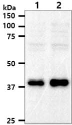 Monoclonal Mouse anti-Human CD34 Antibody (clone AT3B6, WB)