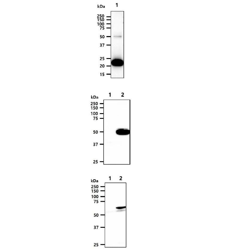 Flag Tag Antibody (clone AT3G6)