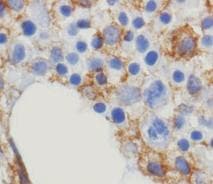 ITGAX / CD11c Antibody (clone 5D11, Concentrated)