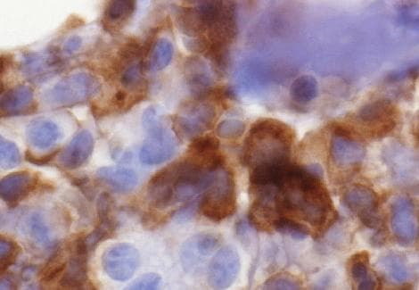 CD33 Antibody (clone PWS44, Concentrated)