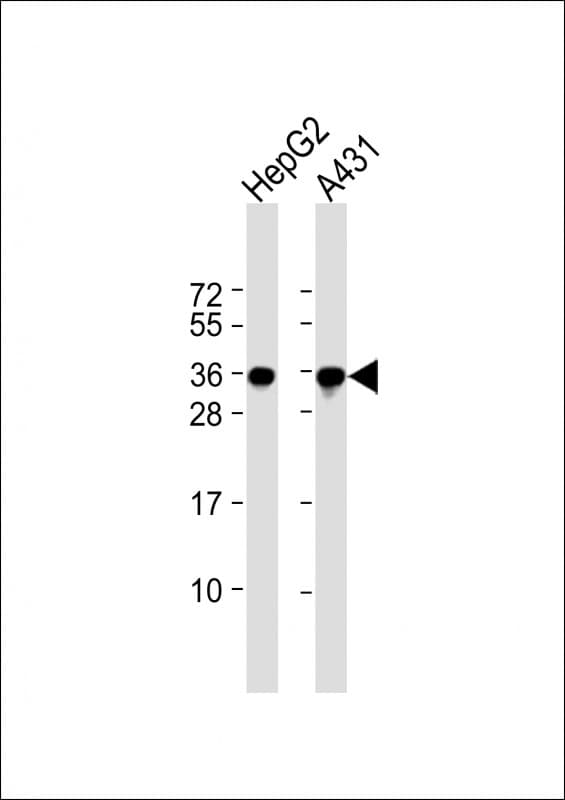Monoclonal Mouse anti-Human PCNA Antibody (clone 1655CT506.10.26, IHC, WB)