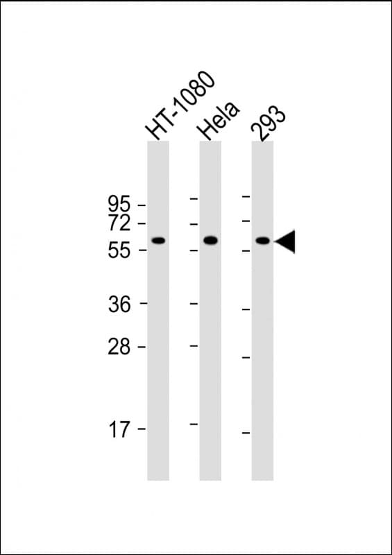 SMAD1 Antibody (clone 1356CT119.18.55)