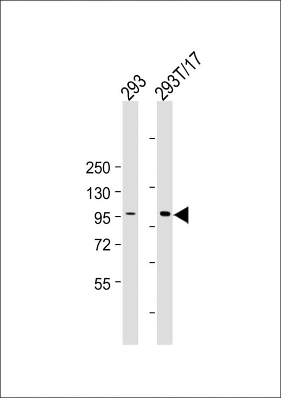 Monoclonal Mouse anti-Human HACE1 Antibody (clone 1854CT757.66.47, WB)