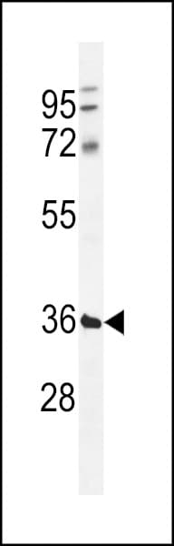 TMCO5B Antibody (aa 210-238, C-term)