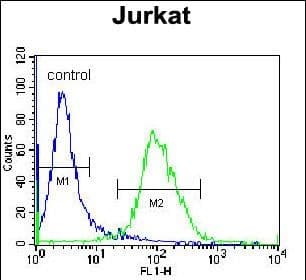 Polyclonal Rabbit anti-Human LOC339742 Antibody (aa 147-176, C-term, IHC, WB)