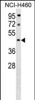 PLEKHA8P1 Antibody (aa 339-367, C-term)