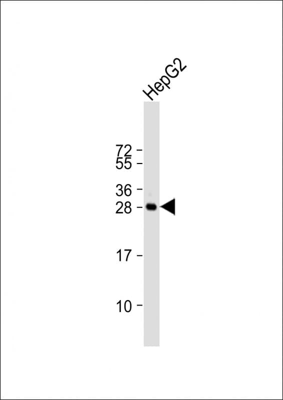 HILS1 Antibody (aa 46-72, N-term)