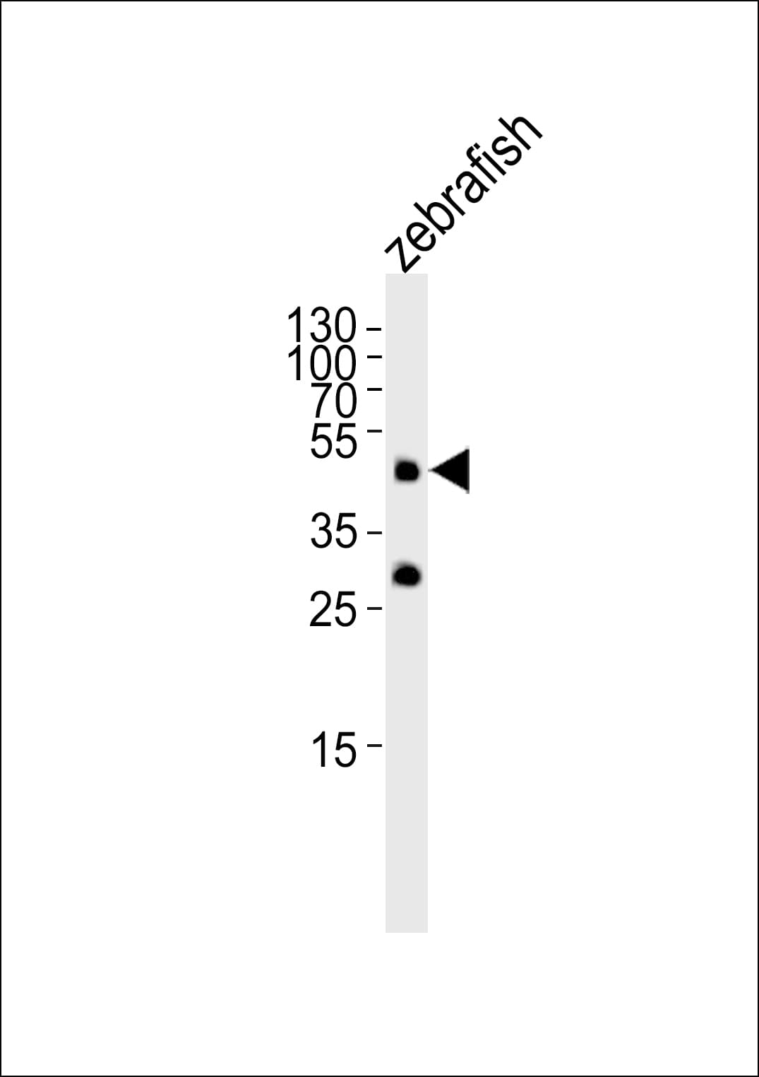 Polyclonal Rabbit anti-Zebrafish POU5F1 / OCT4 Antibody (N-Terminus, WB)
