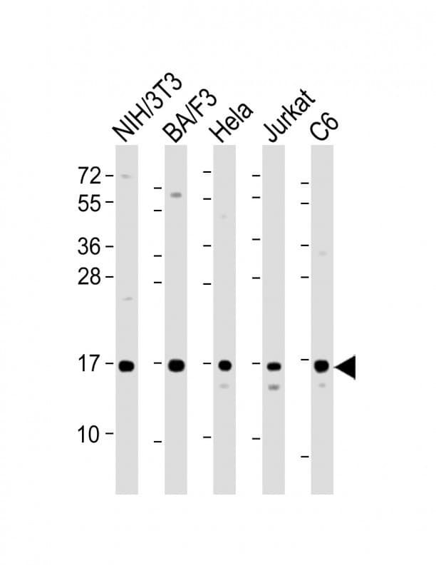 Polyclonal Rabbit anti-Human COXIV / COX4 Antibody (WB)